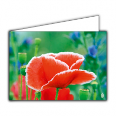 Greeting card | Red Poppy